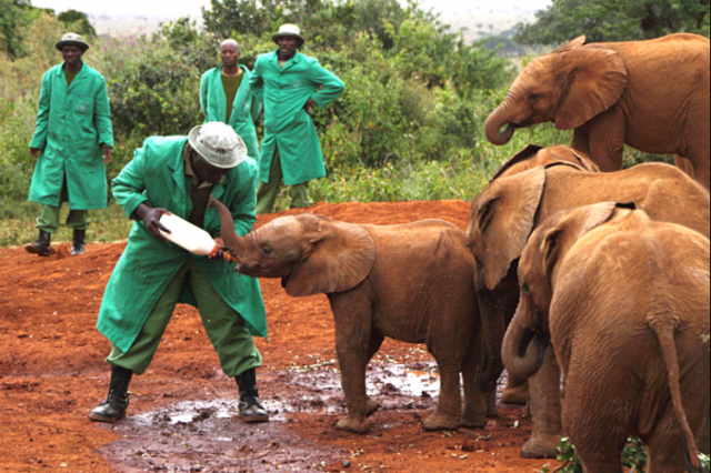 Infant elephants are fed synthetic mother’s milk at the Nairobi Elephant Orphanage.