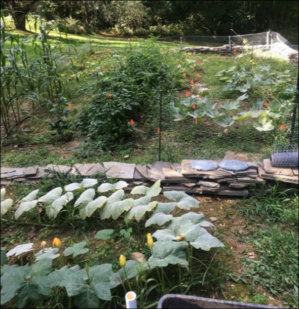 The garden club grew everything from tomatoes and cucumbers to squash and peas this year. Photo credit: Andrew Conboy '18 