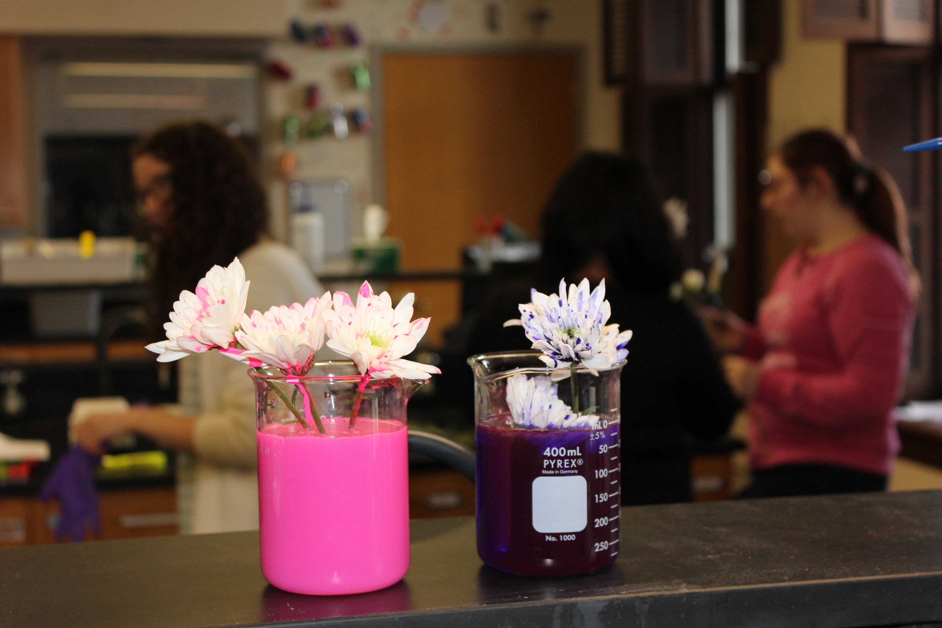 The Valentine's Day lab hosted by the chemistry club allowed students to color their own carnations using highlighter ink and food dye.