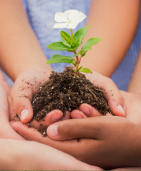 Child holding earth with plant growing