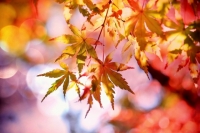 Japanese maple leaves in autumn colors