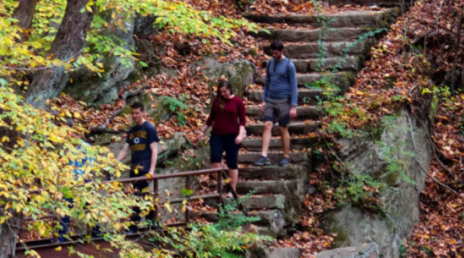 people walking down stairs in forest
