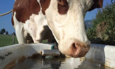 Cow Drinking Water