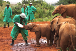 baby elephants in Africa