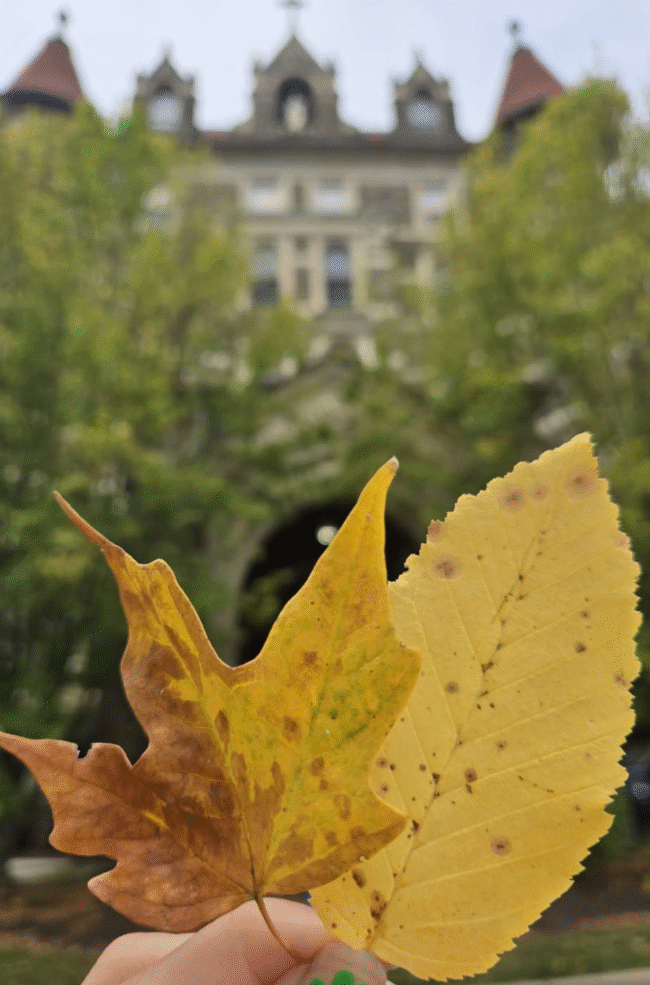 leaves in front of campus building